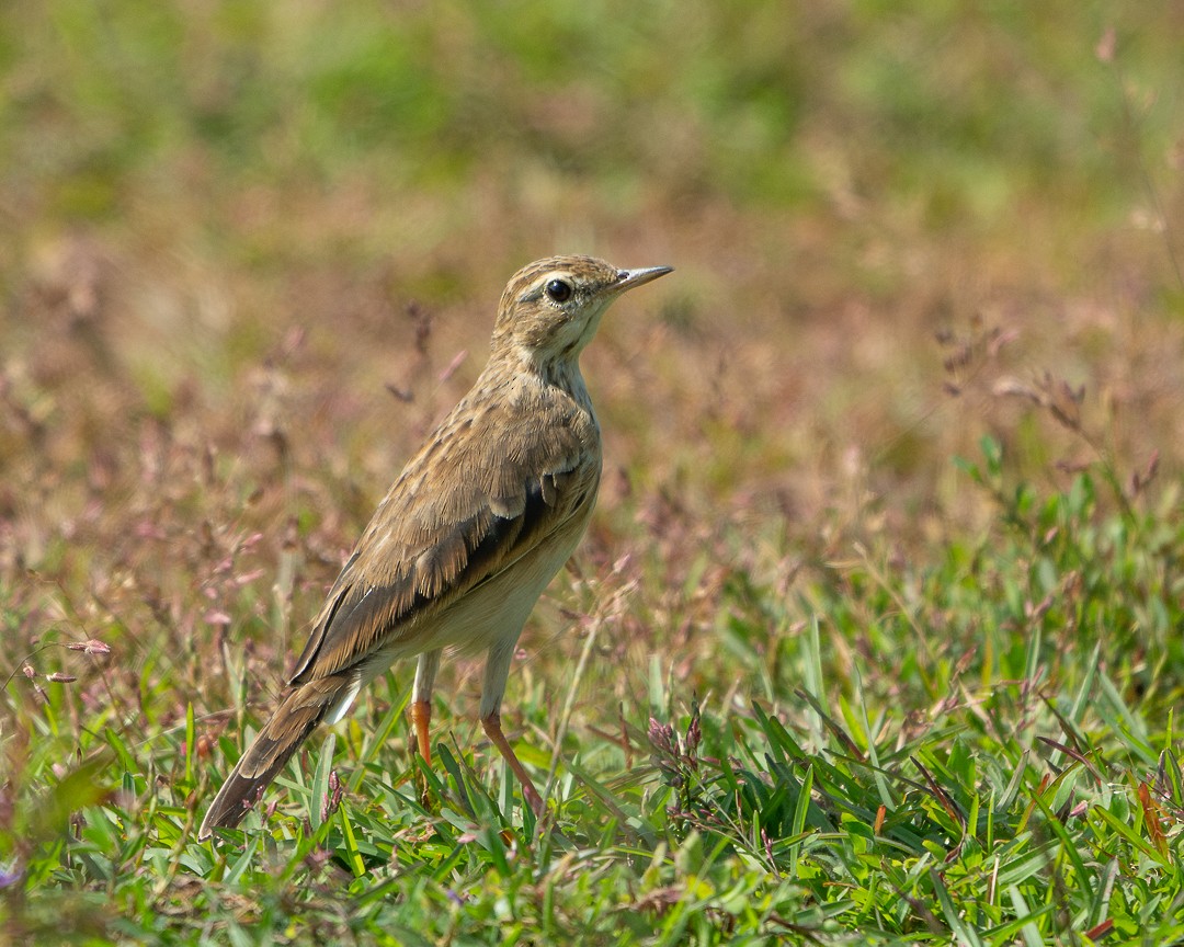 Paddyfield Pipit - ML643134987