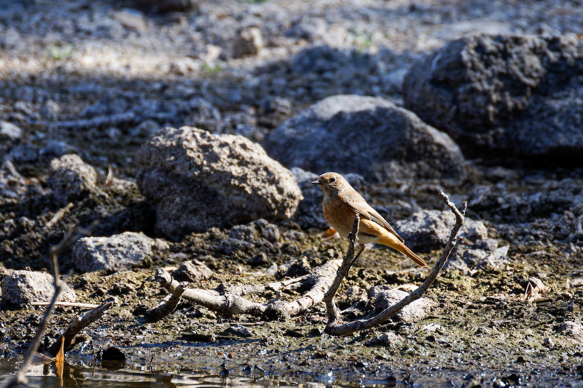 Common Redstart - ML643134995