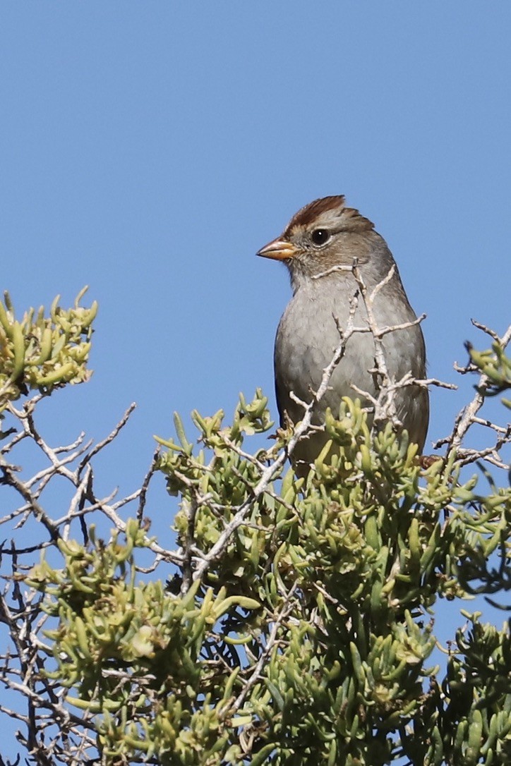 White-crowned Sparrow - ML643135000