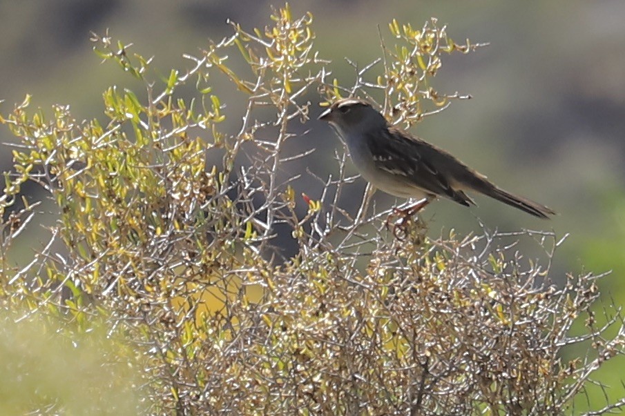 White-crowned Sparrow - ML643135001
