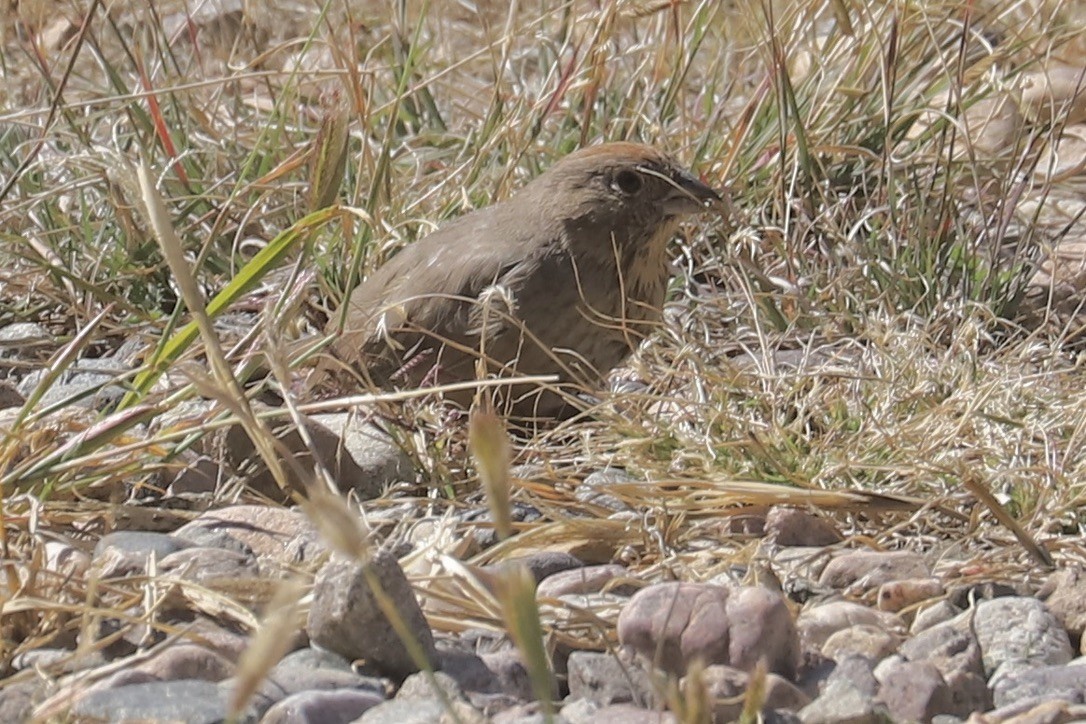 Canyon Towhee - ML643135002