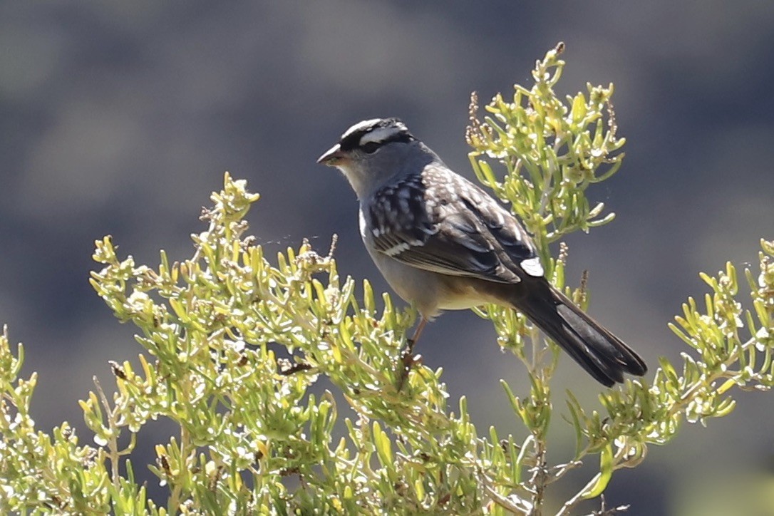 White-crowned Sparrow - ML643135004