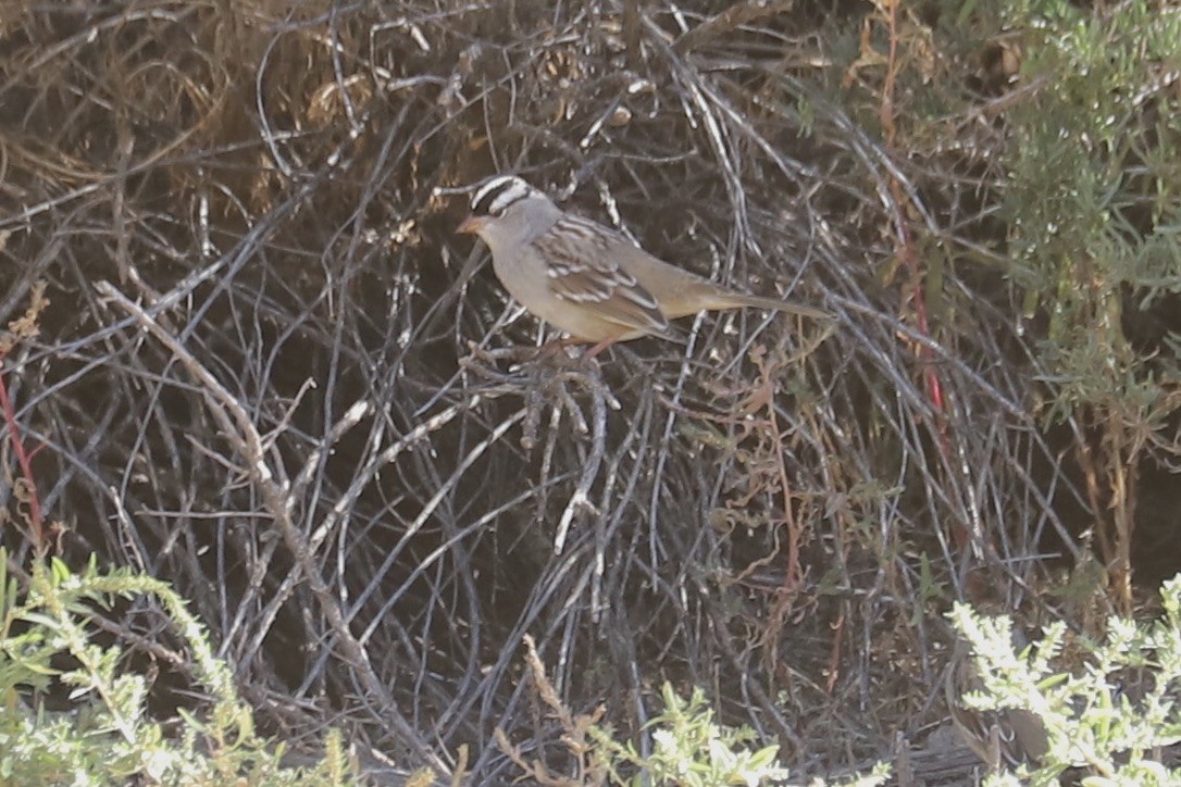 White-crowned Sparrow - ML643135005
