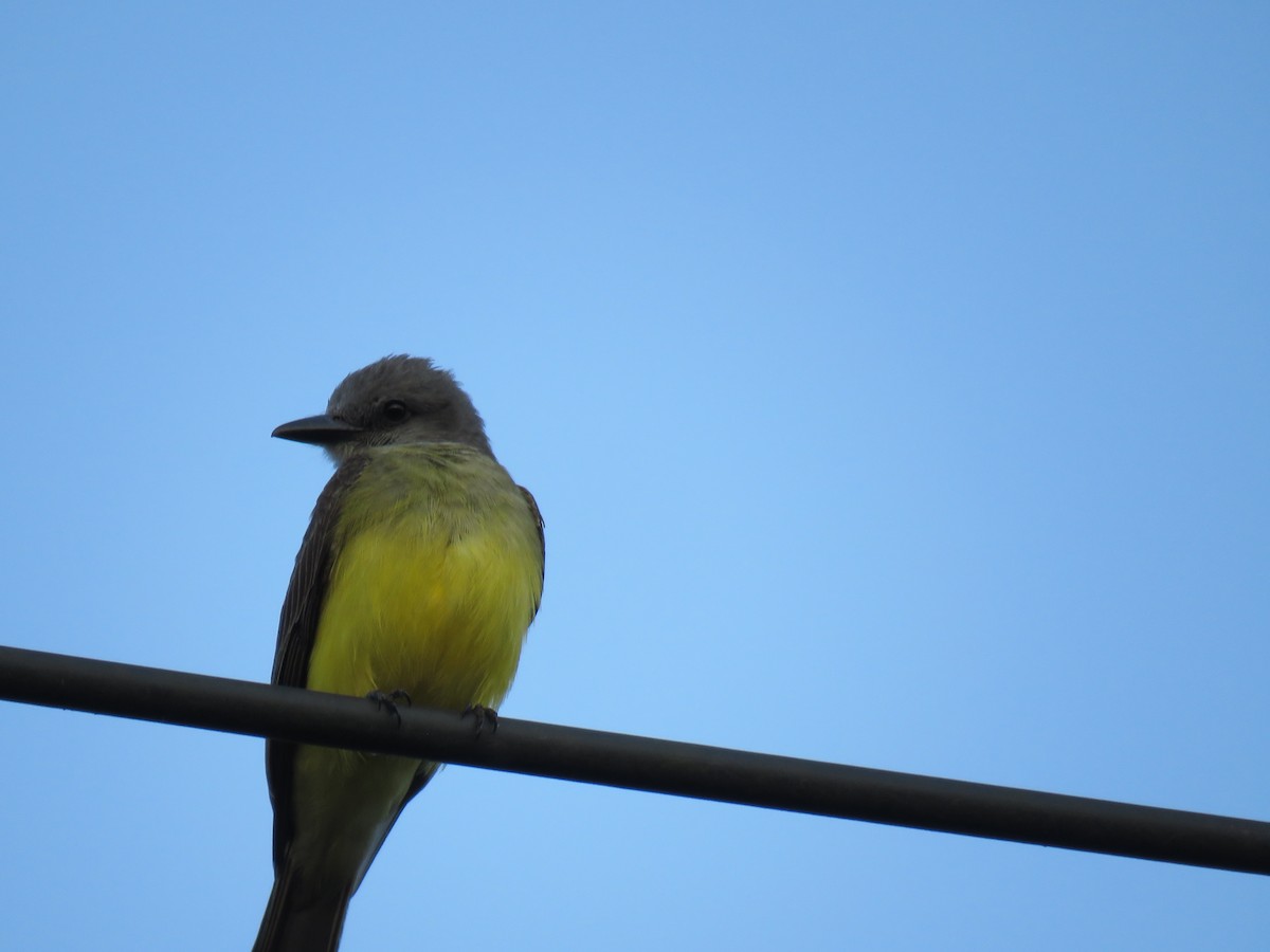 Tropical Kingbird - ML643135027