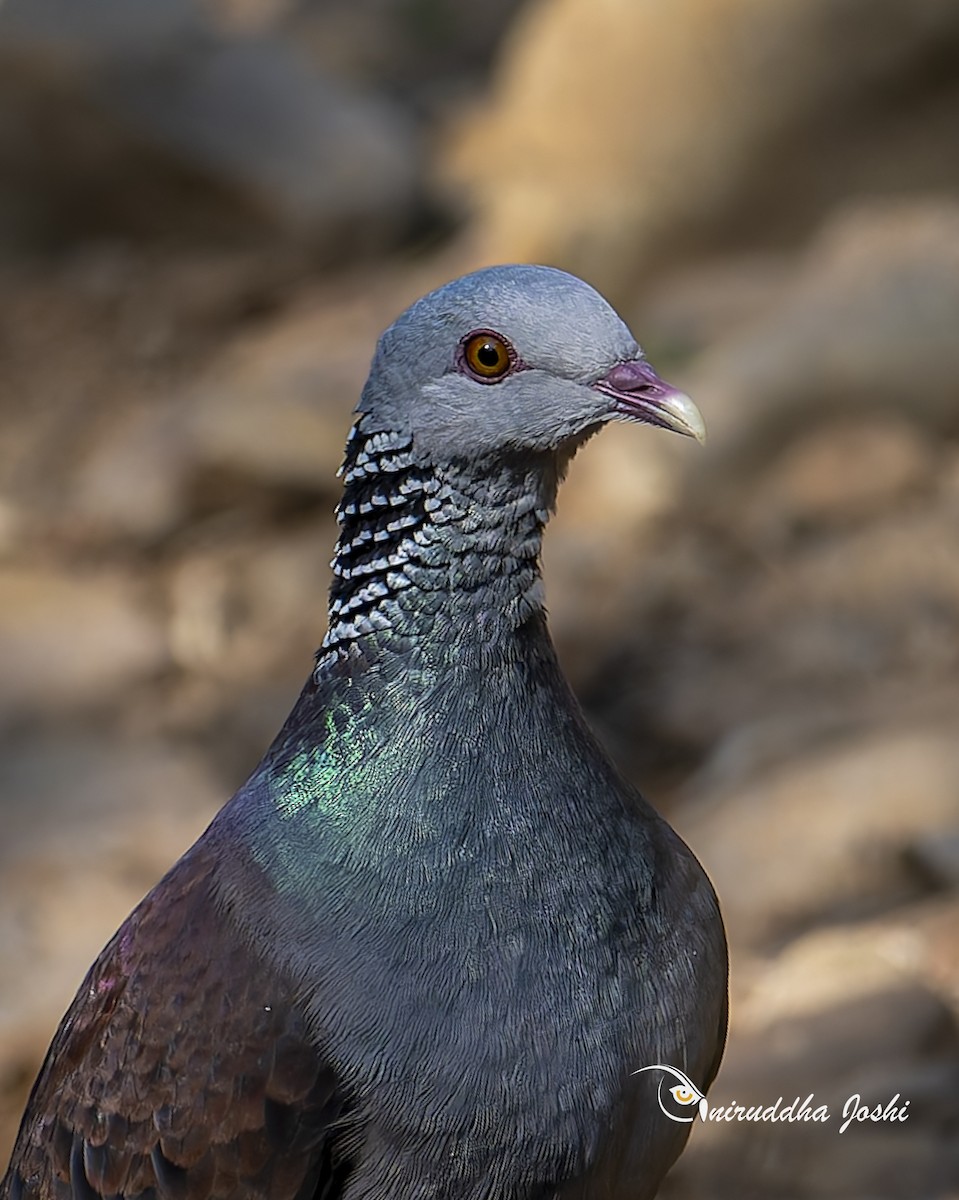 Nilgiri Wood-Pigeon - ML643135040
