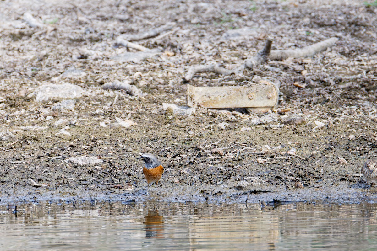 Common Redstart - ML643135061