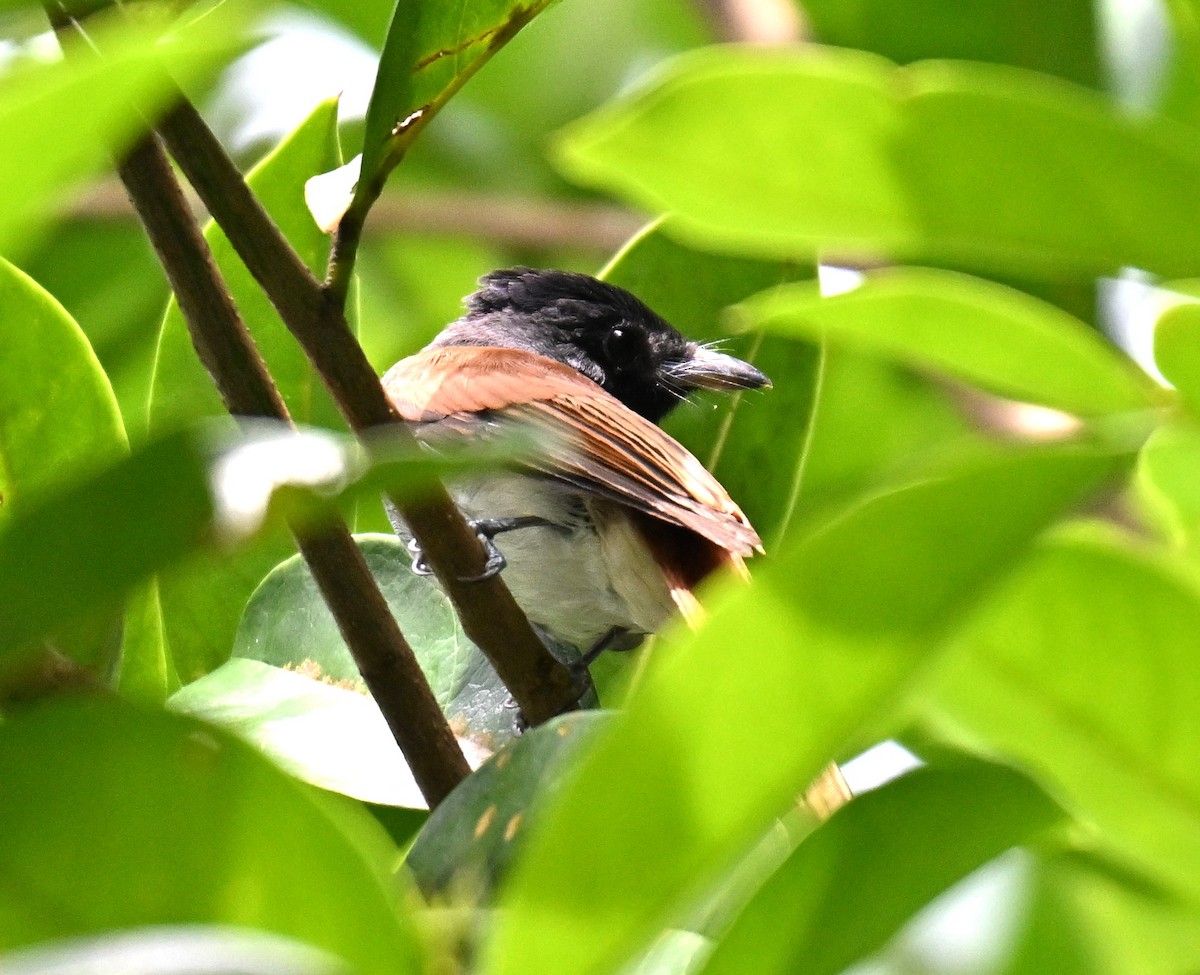 アムールサンコウチョウ - ML643135062