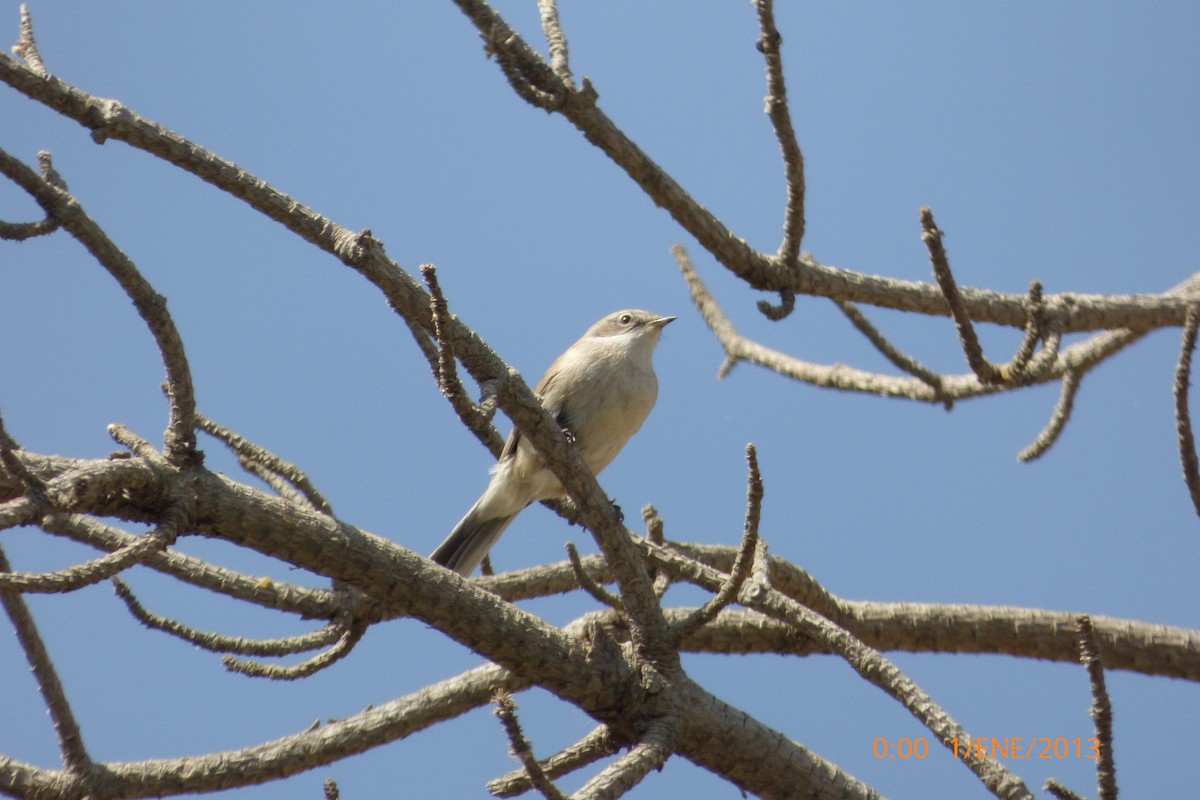 コノドジロムシクイ - ML643135064