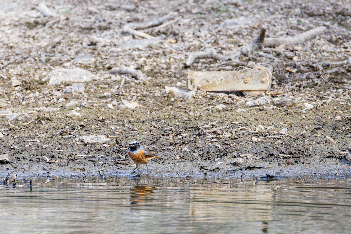 Common Redstart - ML643135065