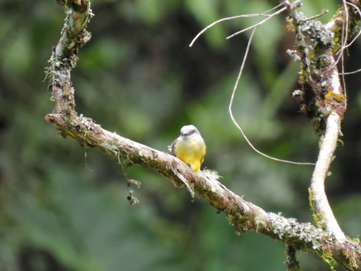 Tropical Kingbird - ML643135068
