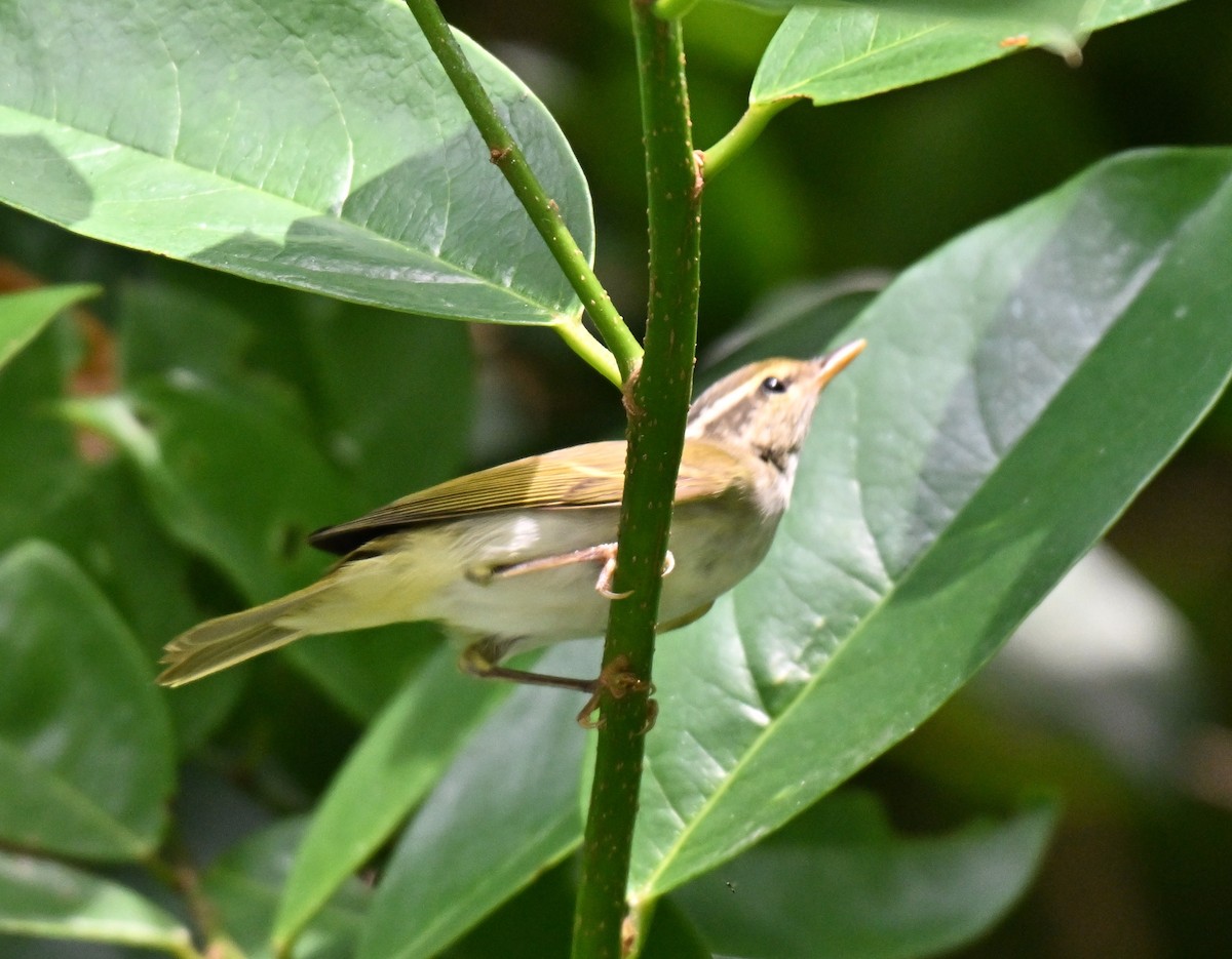 Eastern Crowned Warbler - ML643135072