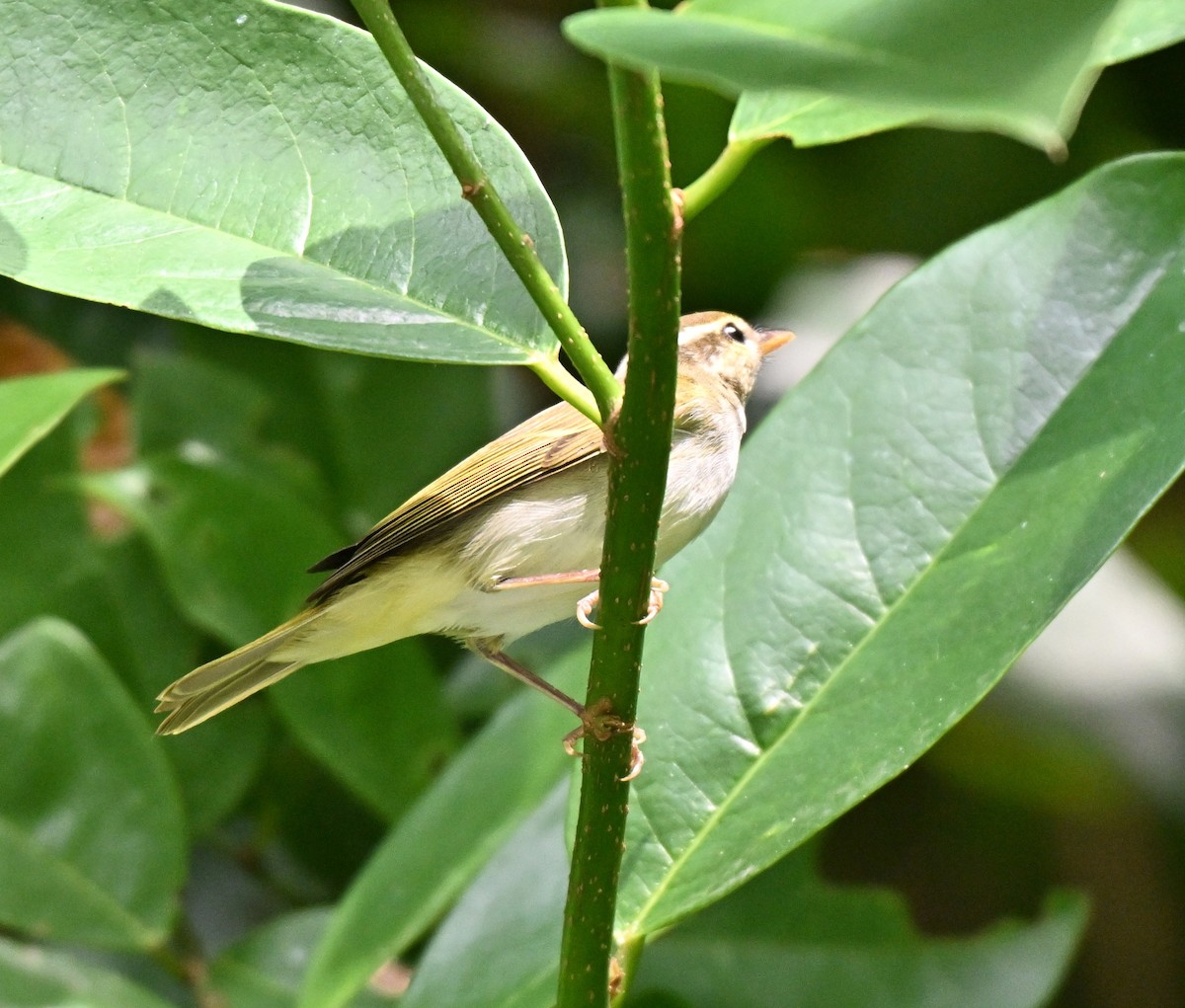 Eastern Crowned Warbler - ML643135073