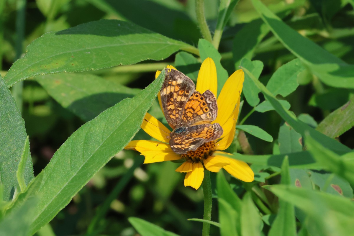 Pearl Crescent - ML643135076
