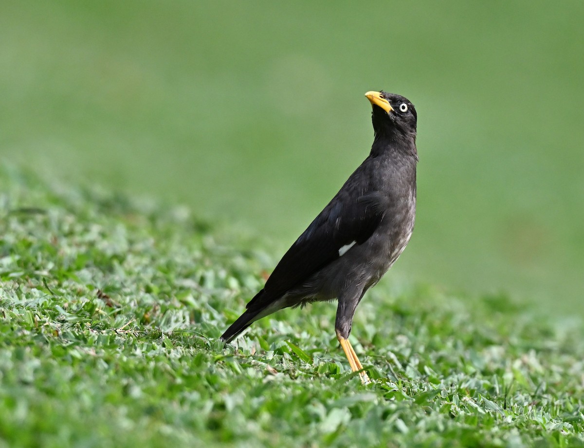 Javan Myna - ML643135077