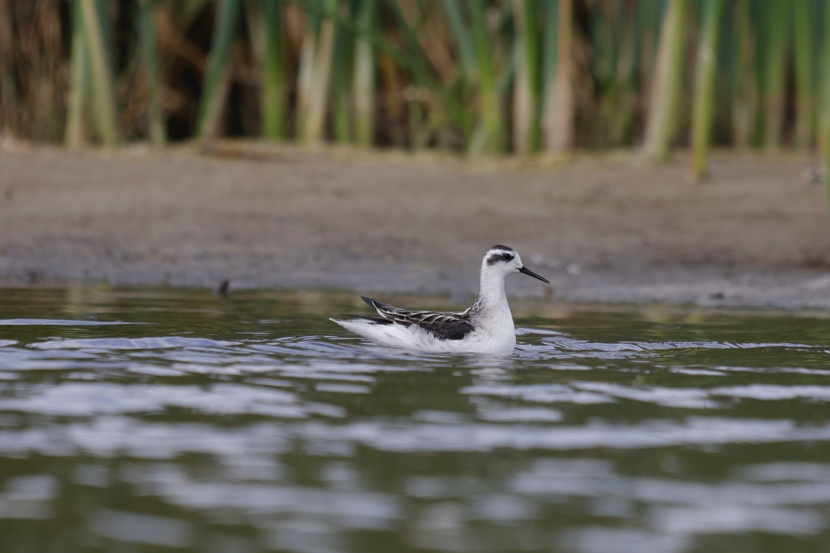 Red-necked Phalarope - ML643135079