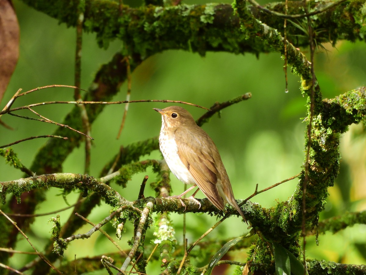 drozd západní - ML643135081