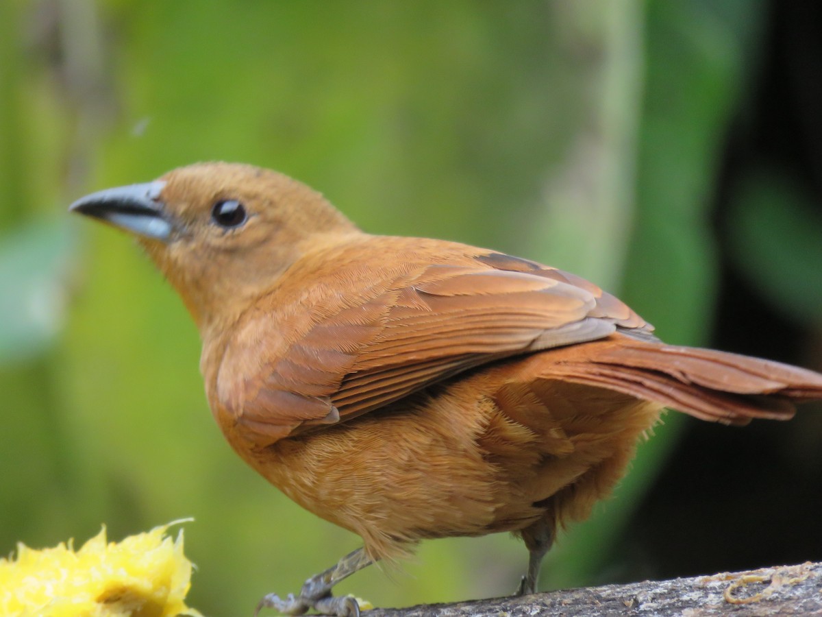 White-lined Tanager - ML643135082