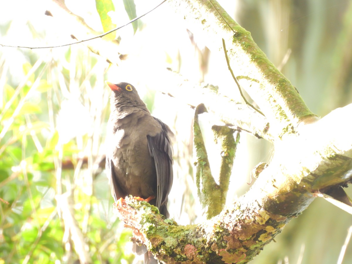Great Thrush - ML643135083