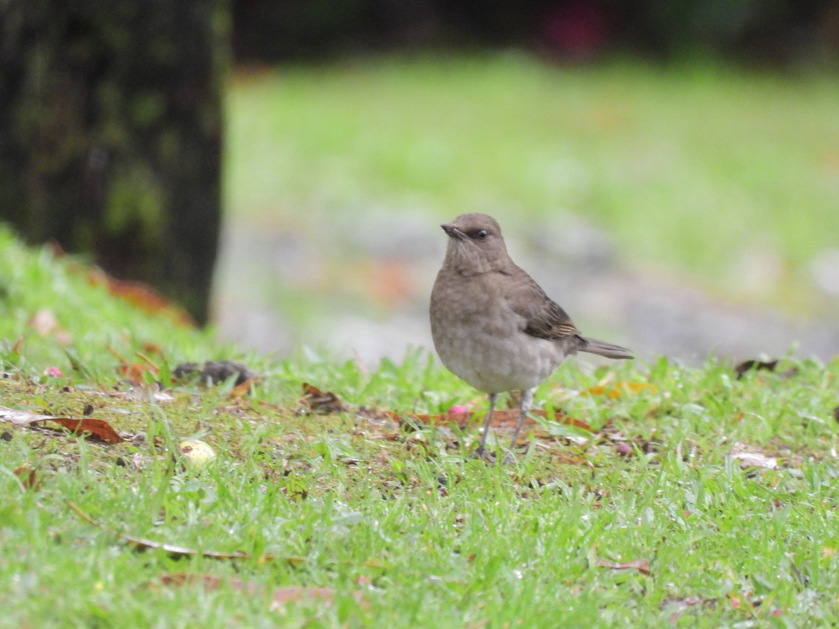 Black-billed Thrush - ML643135086