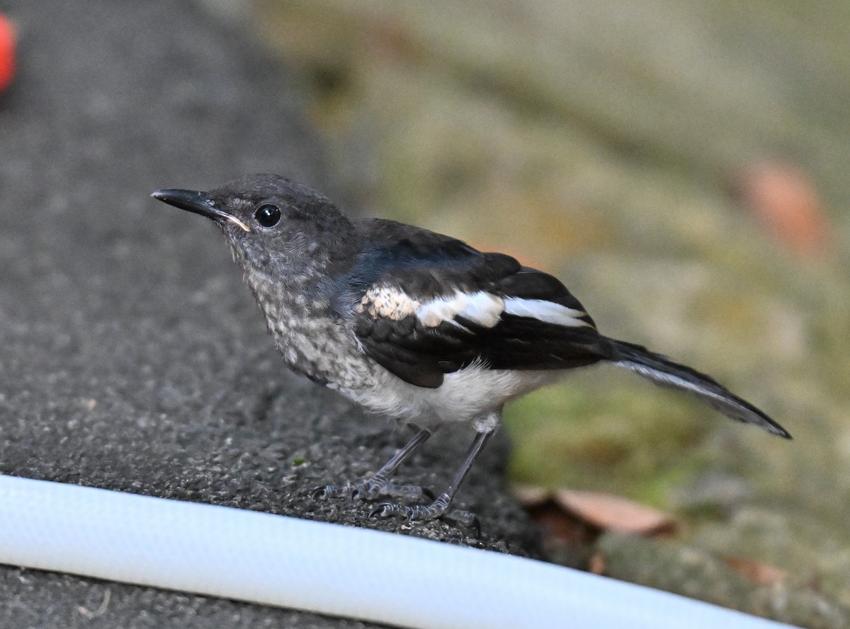 Oriental Magpie-Robin - Keng Keok Neo
