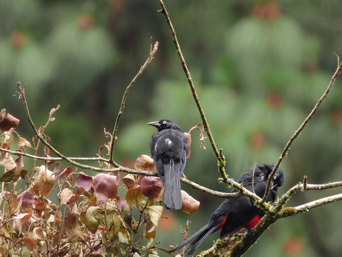 Red-bellied Grackle - ML643135095