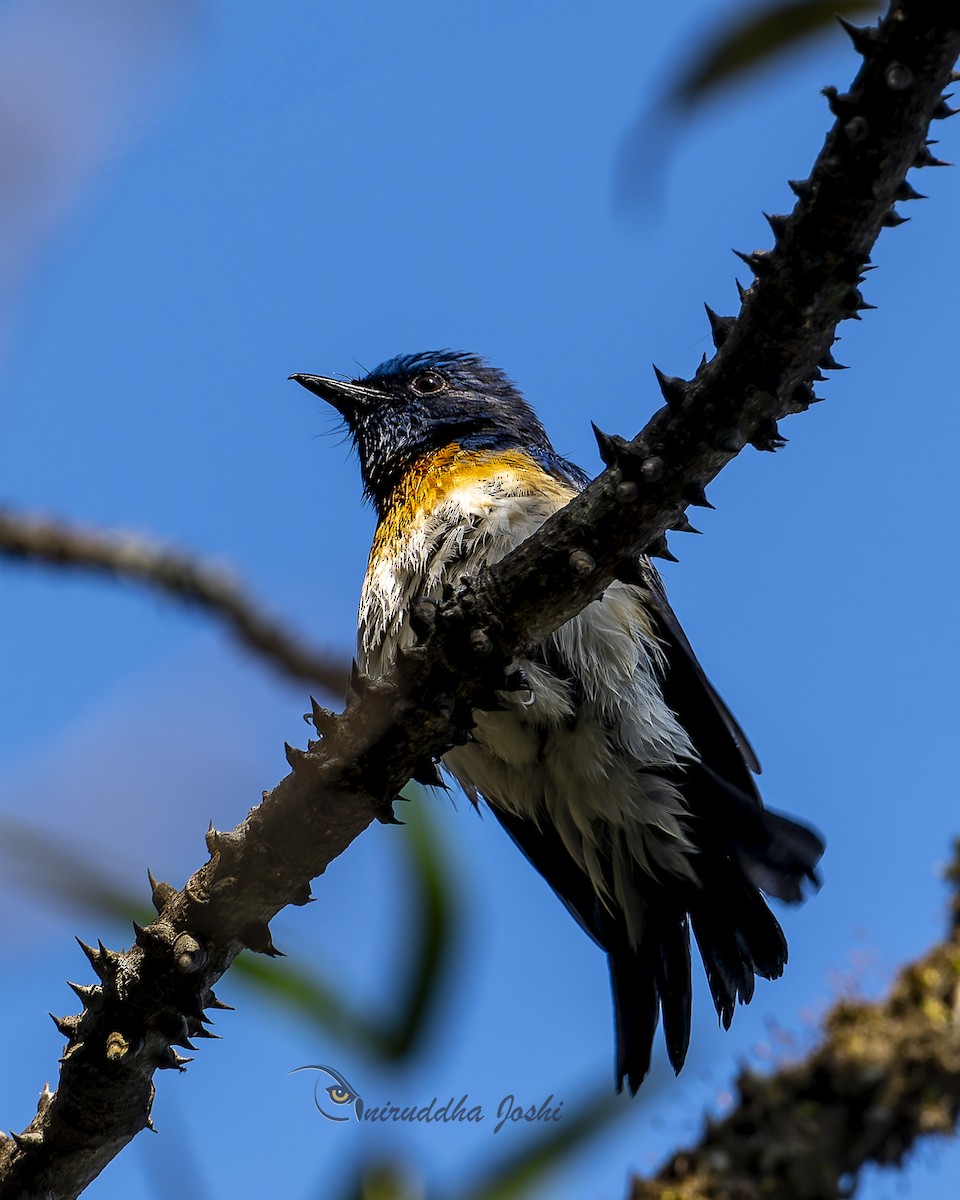 Blue-throated Flycatcher - ML643135103