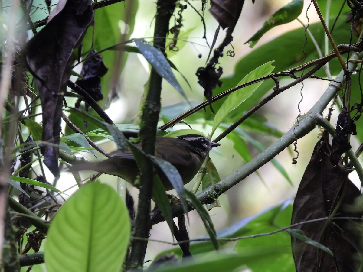 Three-striped Warbler - ML643135105