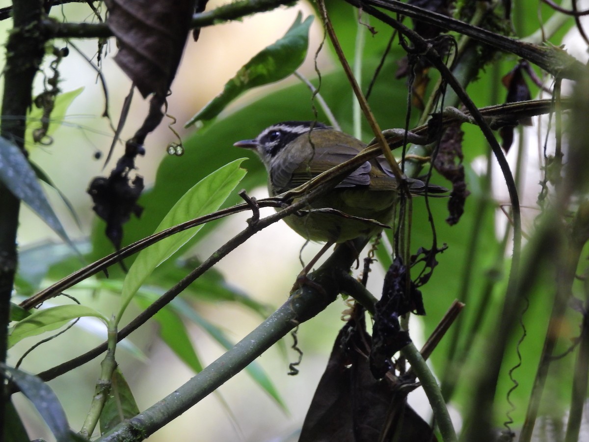 Three-striped Warbler - ML643135106