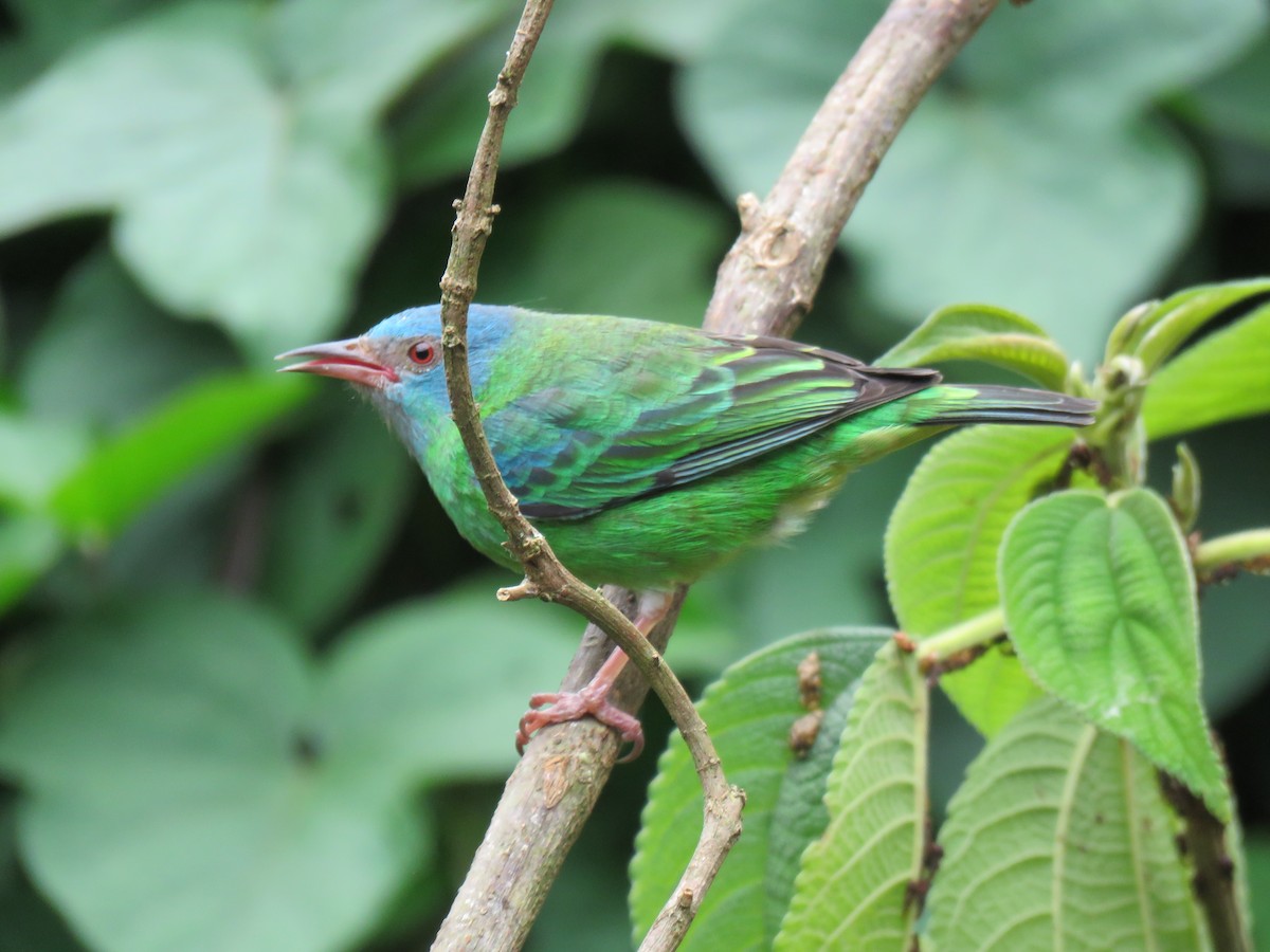 Blue Dacnis - ML643135107