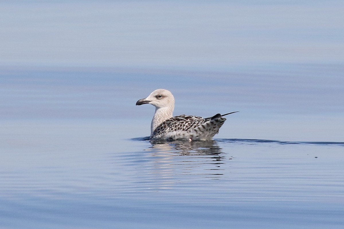 Great Black-backed Gull - ML643135113