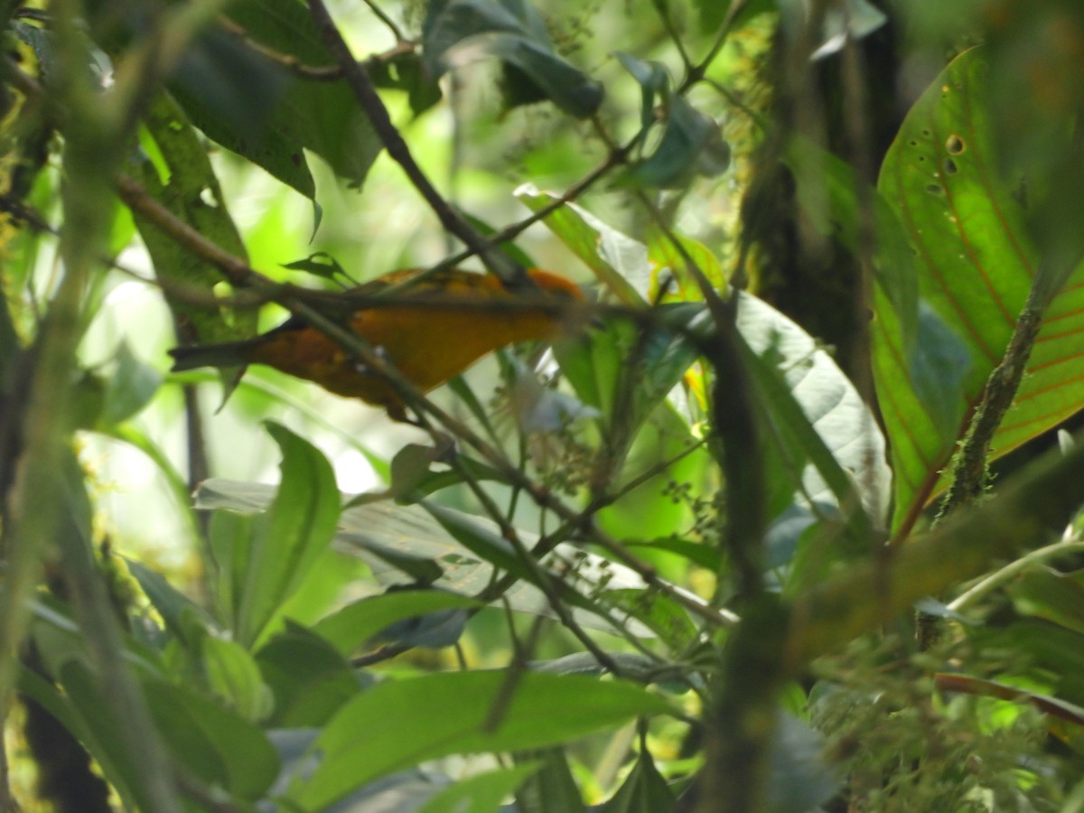 Golden Tanager - ML643135121