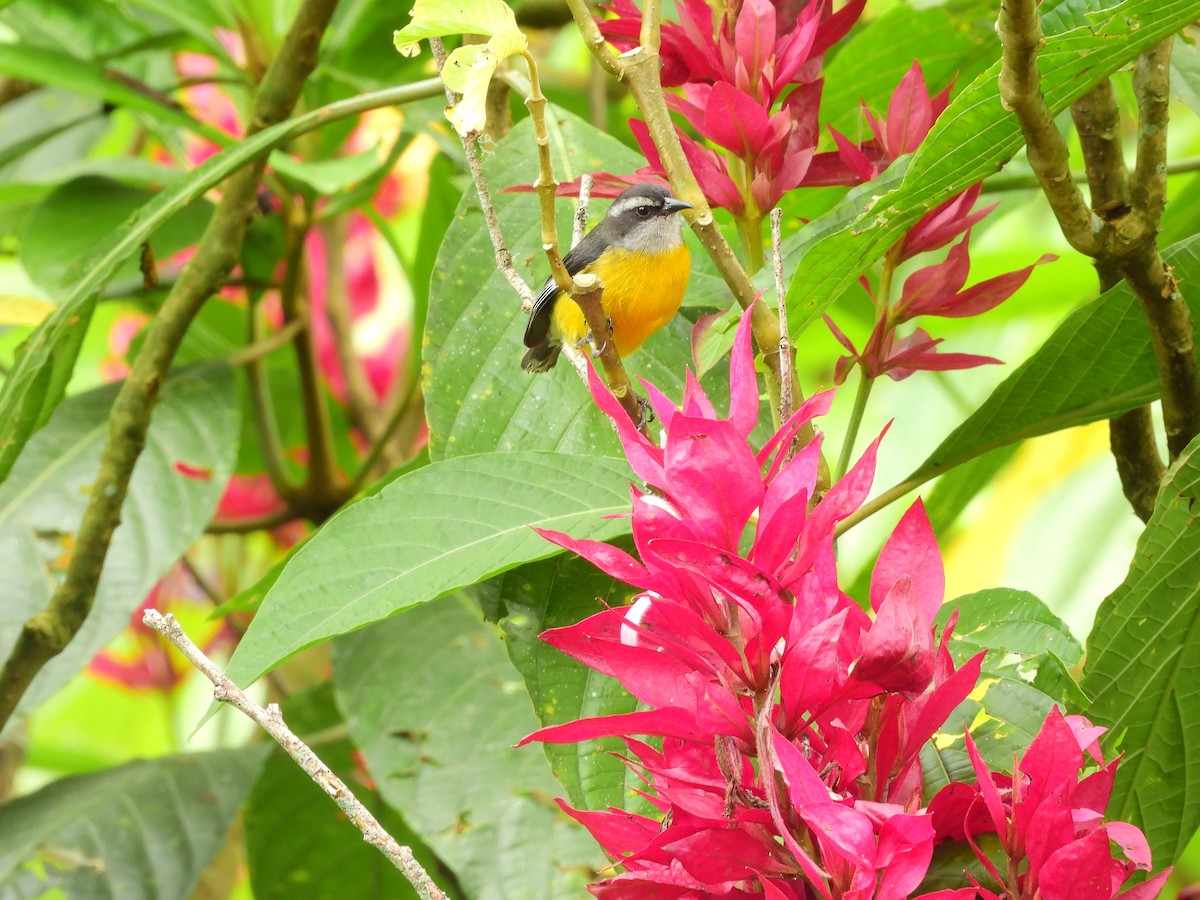 Bananaquit - ML643135124