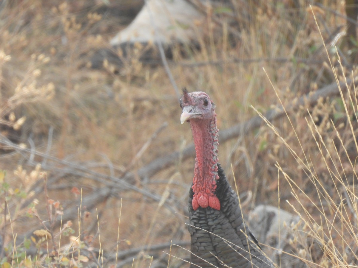 火雞 - ML643135130