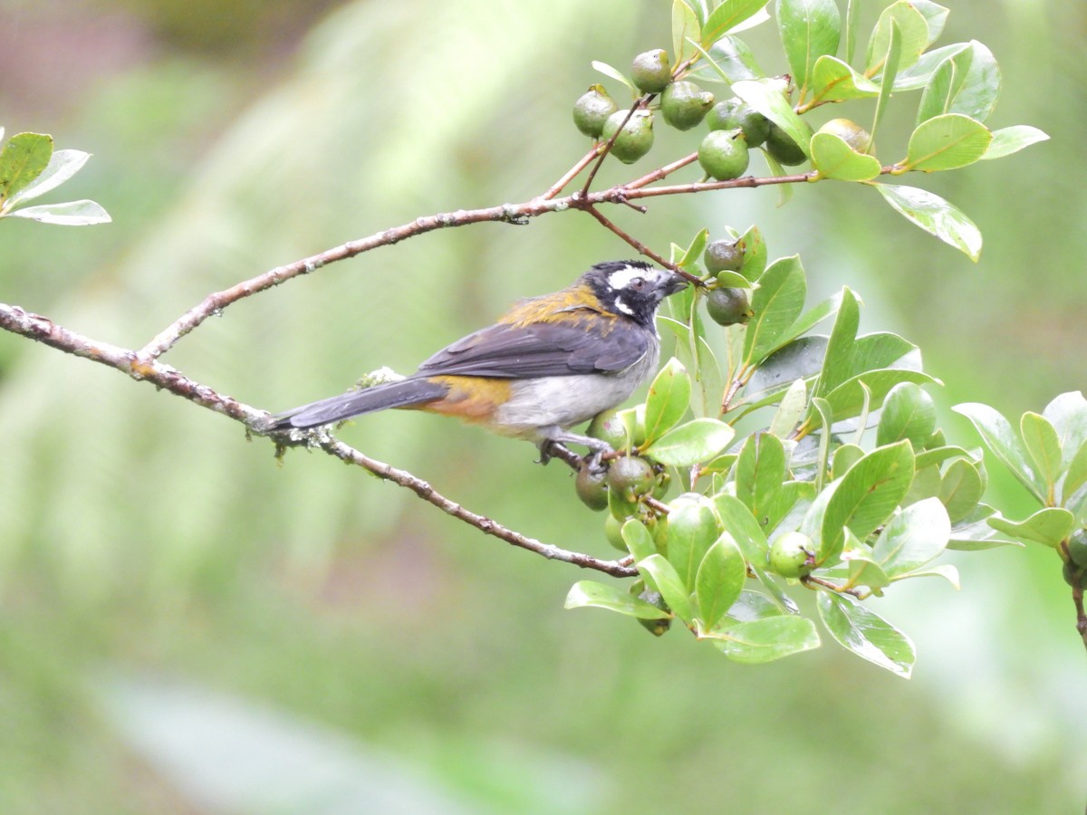 Black-winged Saltator - ML643135131