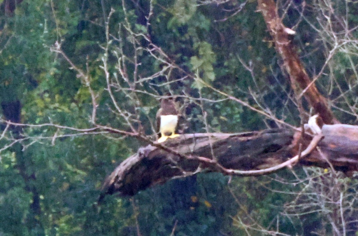 Brown Booby - ML643135132