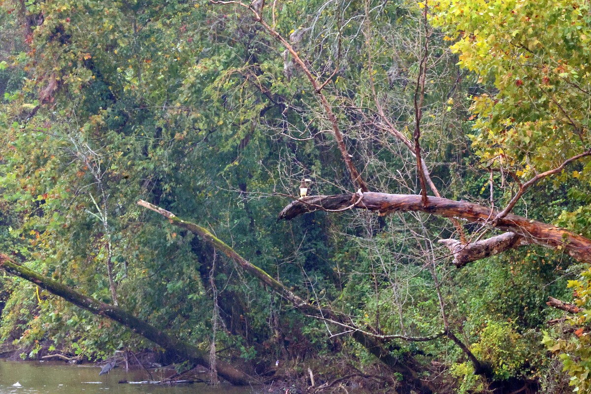 Brown Booby - ML643135133