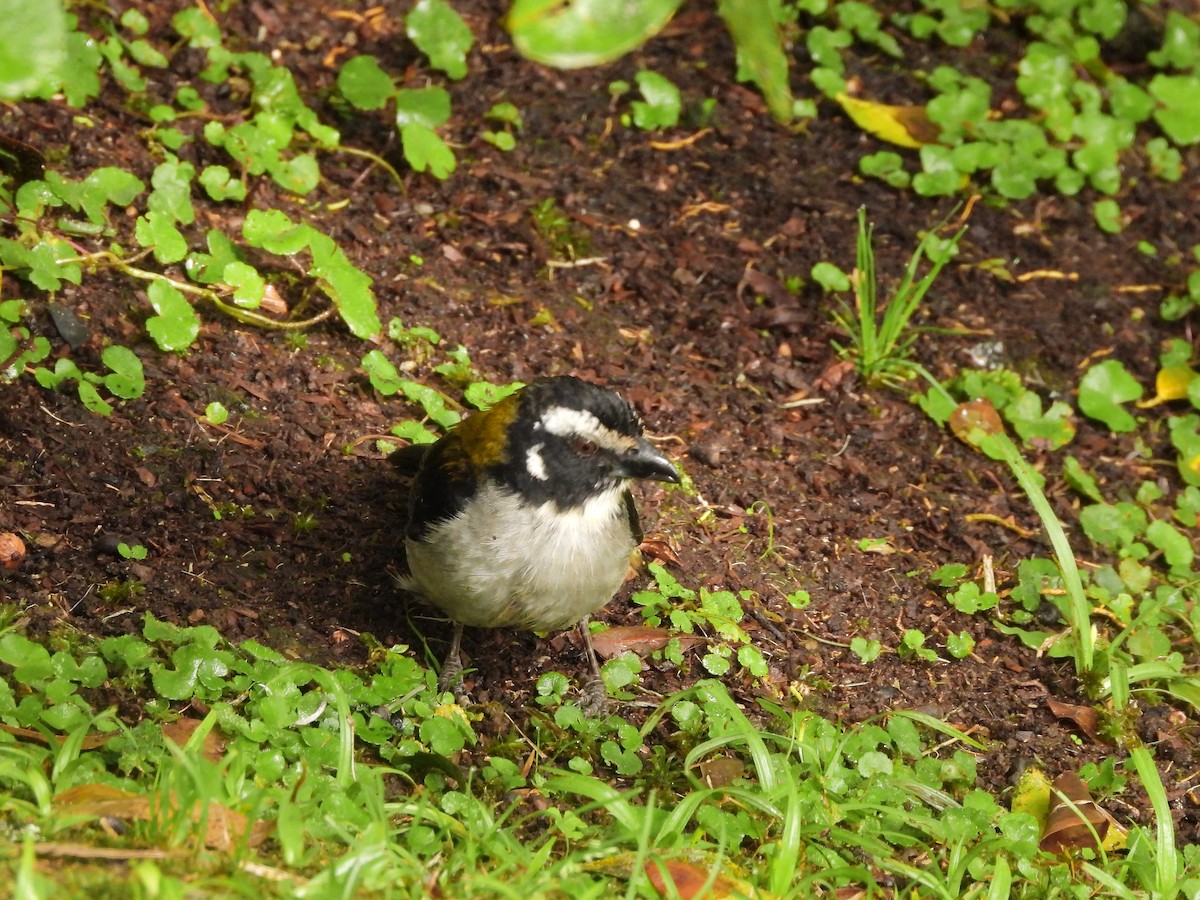 Black-winged Saltator - ML643135134