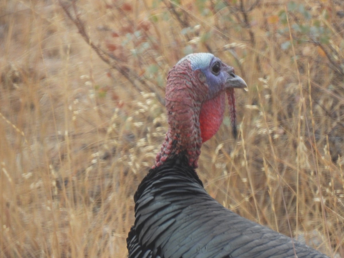 火雞 - ML643135139