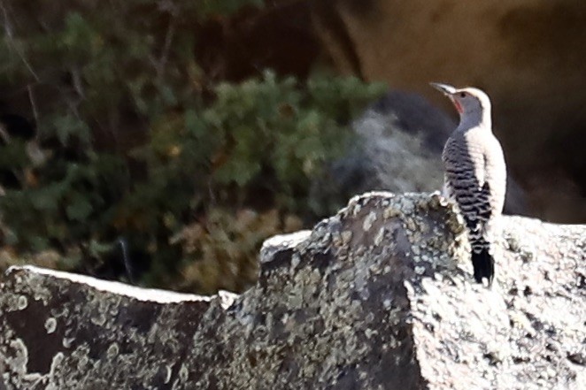 Northern Flicker - ML643135140