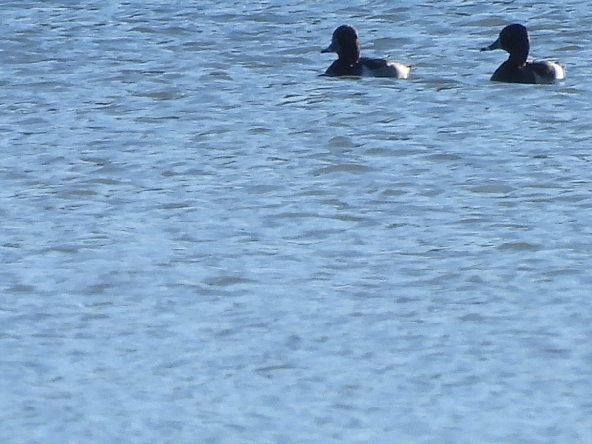 Ring-necked Duck - ML643135142