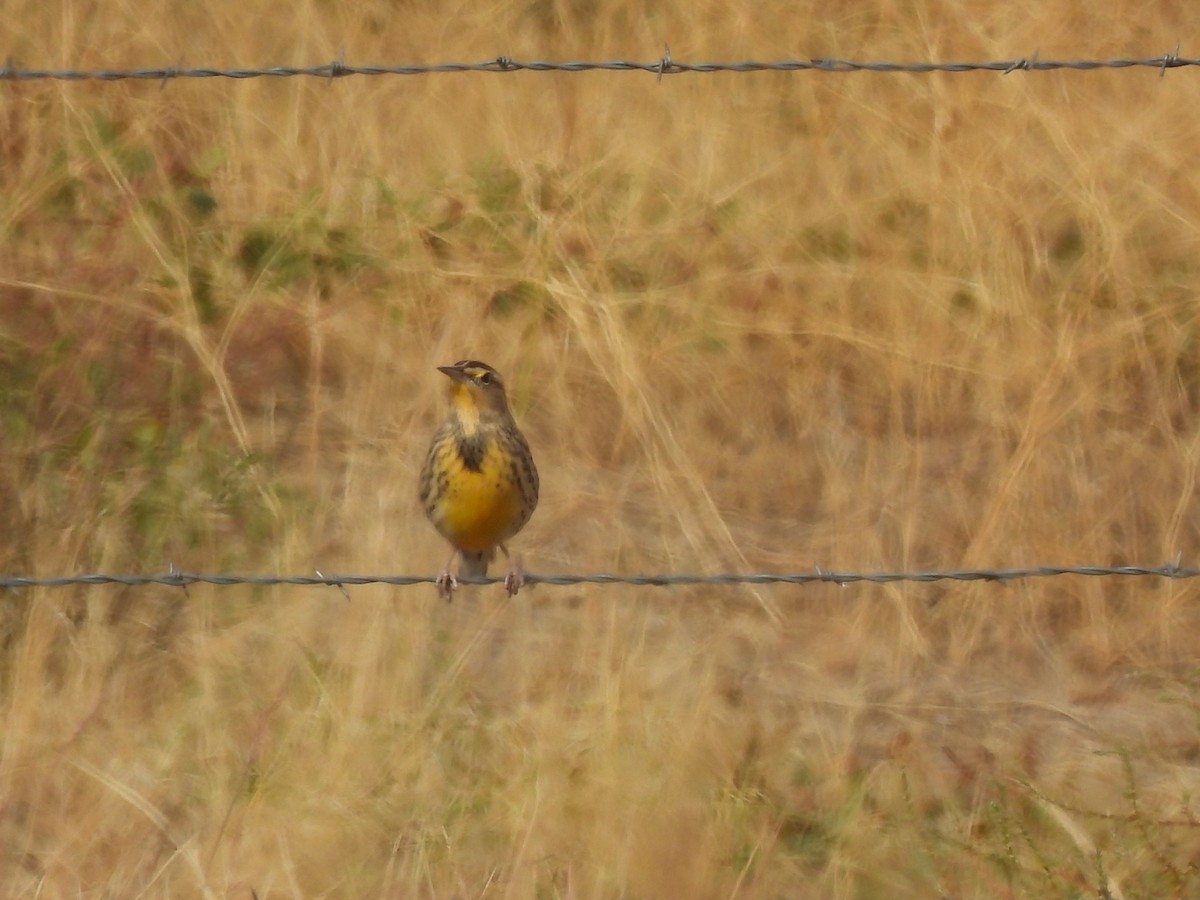 Western Meadowlark - ML643135152
