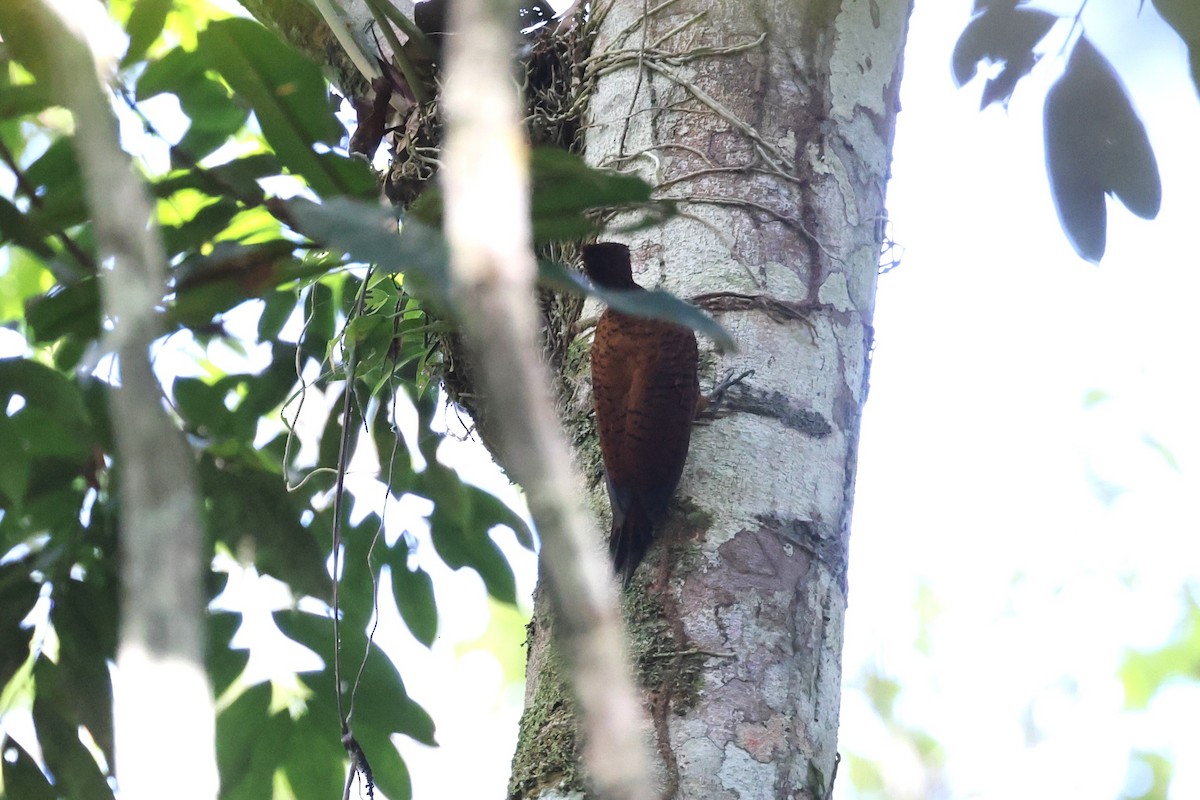 Waved Woodpecker - ML643135171