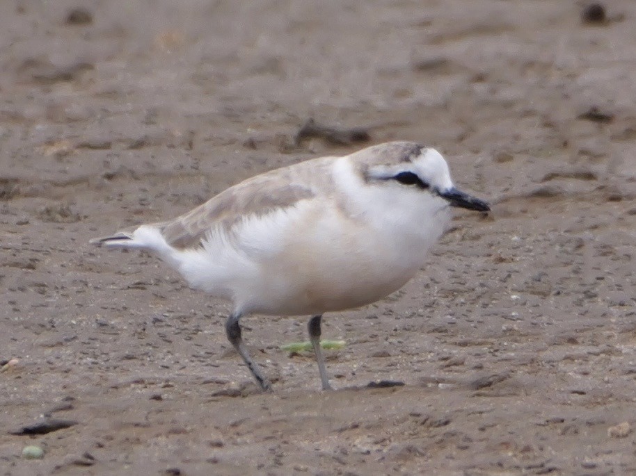 White-fronted Plover - ML643135174