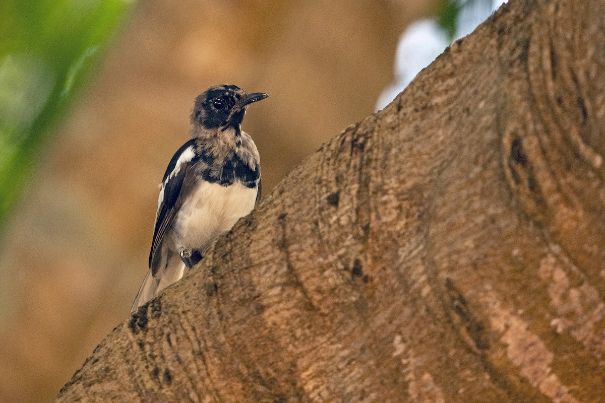 Oriental Magpie-Robin (Oriental) - ML643135181