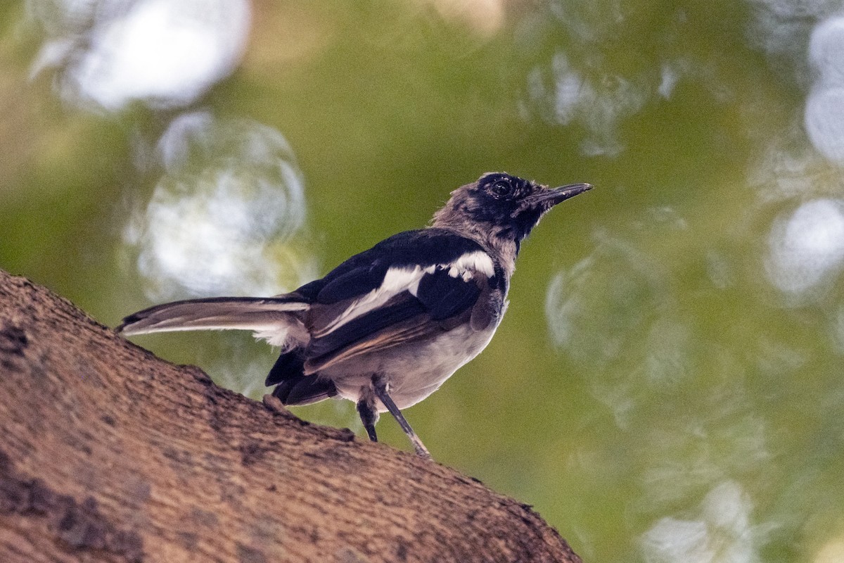 Oriental Magpie-Robin (Oriental) - ML643135182