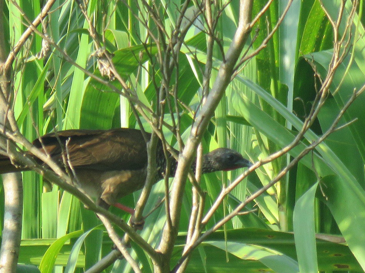 Speckled Chachalaca - ML643135183