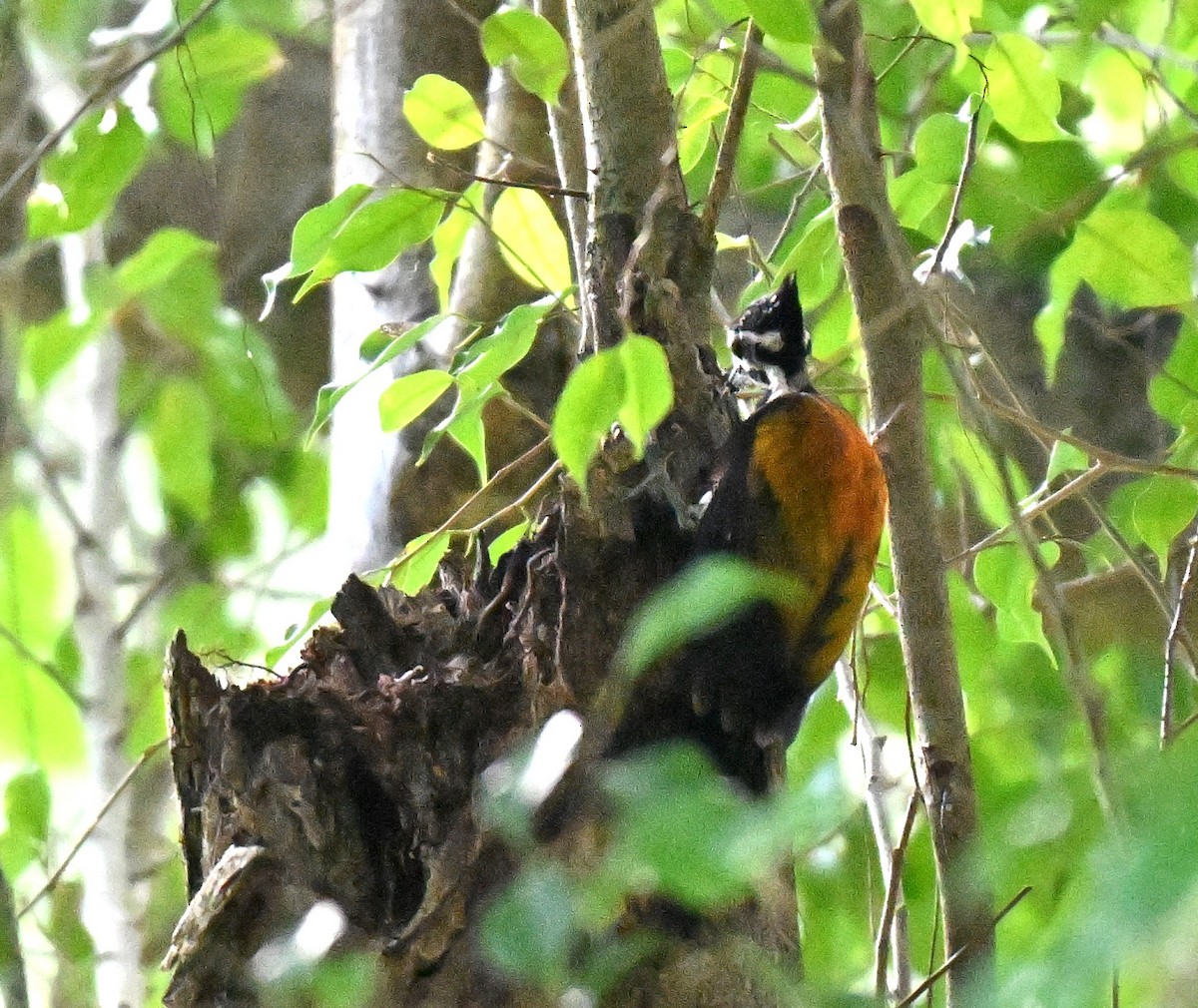 Common Flameback - ML643135194