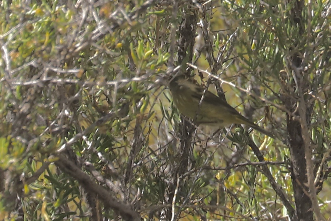 Evening Grosbeak - ML643135198