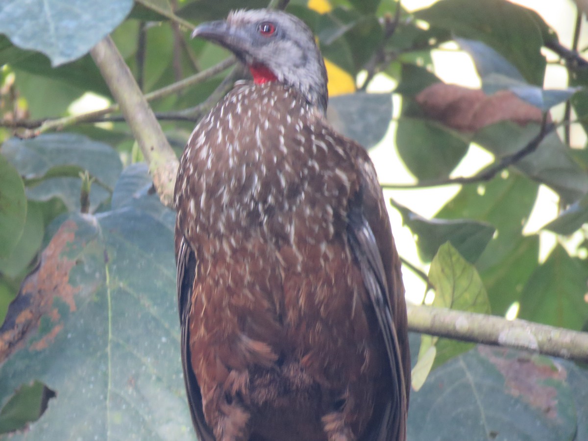 Andean Guan - ML643135199