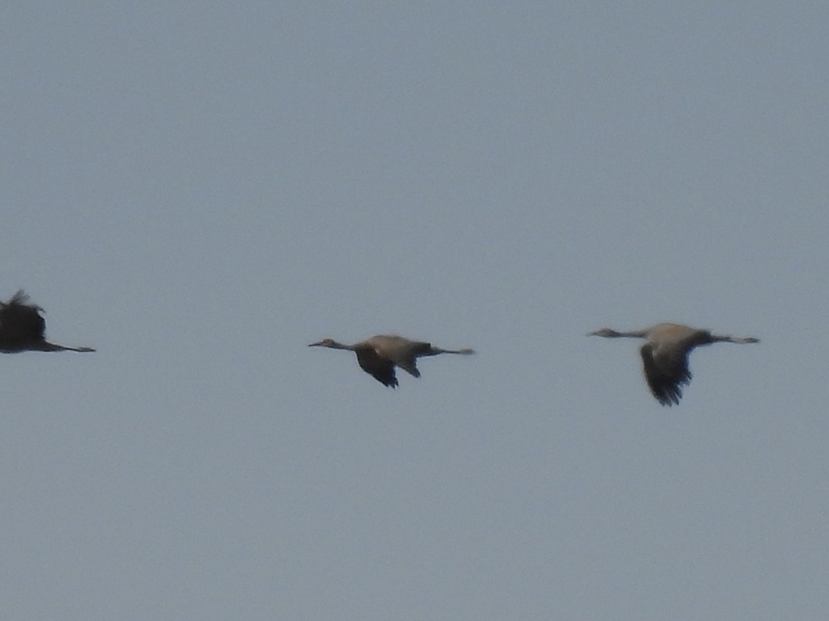 沙丘鶴 - ML643135200